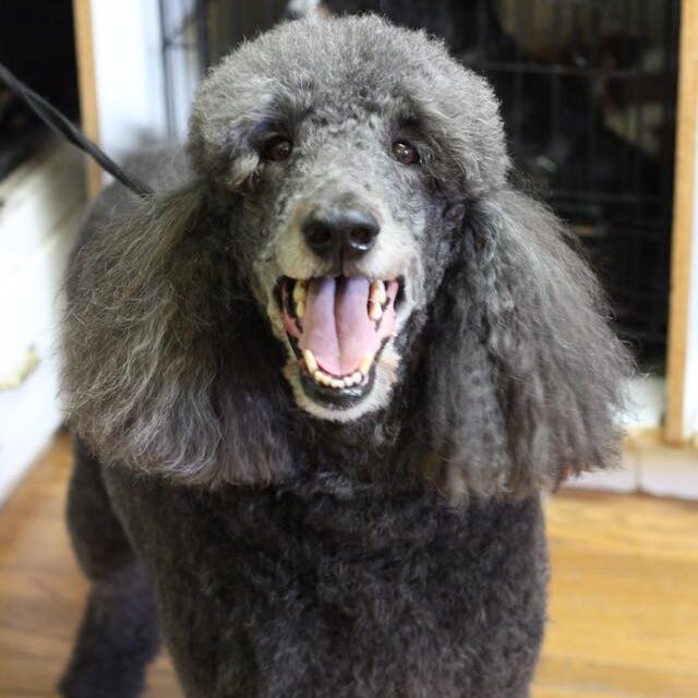 https://renaissancepetresort.com/wp-content/uploads/2021/09/renaissance_pet_resort_and_spa_beautiful_princess-e1631212083200.jpg