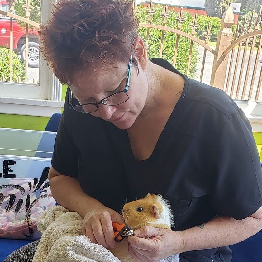 https://renaissancepetresort.com/wp-content/uploads/2021/09/renaissance_pet_resort_and_spa_even_quinea_pigs_need_a_pedicure-e1631211713317.jpg