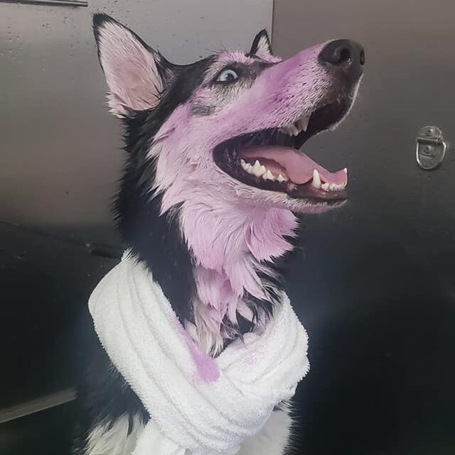 https://renaissancepetresort.com/wp-content/uploads/2021/09/renaissance_pet_resort_and_spa_love_bathing-e1631211084916.jpg