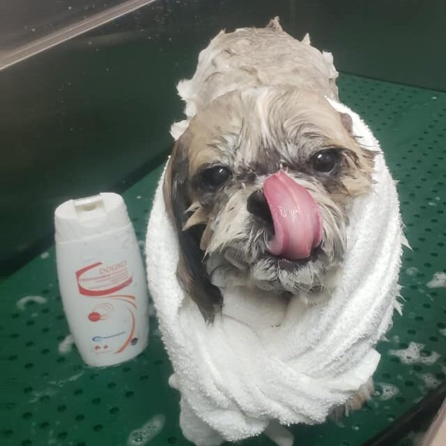 renaissance_pet_resort_and_spa_love_facial https://renaissancepetresort.com/wp-content/uploads/2021/09/renaissance_pet_resort_and_spa_love_facial-e1631211198874.jpg