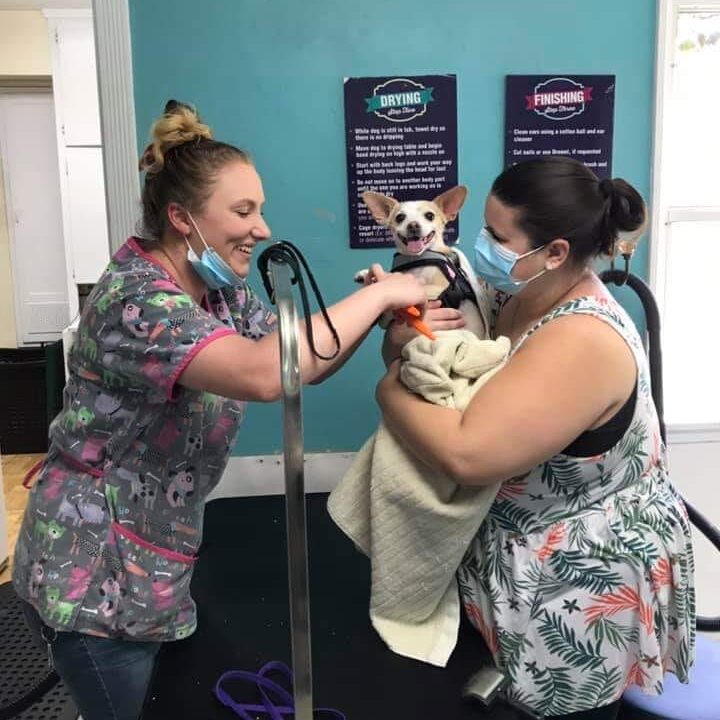 renaissance_pet_resort_and_spa_nail_trims https://renaissancepetresort.com/wp-content/uploads/2021/09/renaissance_pet_resort_and_spa_nail_trims-e1631210472766.jpg