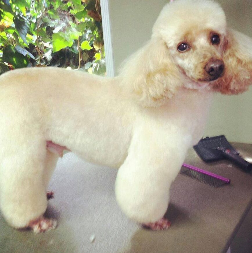 https://renaissancepetresort.com/wp-content/uploads/2021/09/renaissance_pet_resort_and_spa_professioanl_grooming-in-CA-e1631212362904.jpg