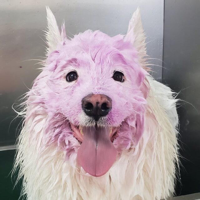 renaissance_pet_resort_facial https://renaissancepetresort.com/wp-content/uploads/2021/10/56950-e1634575791458-640x641.jpeg